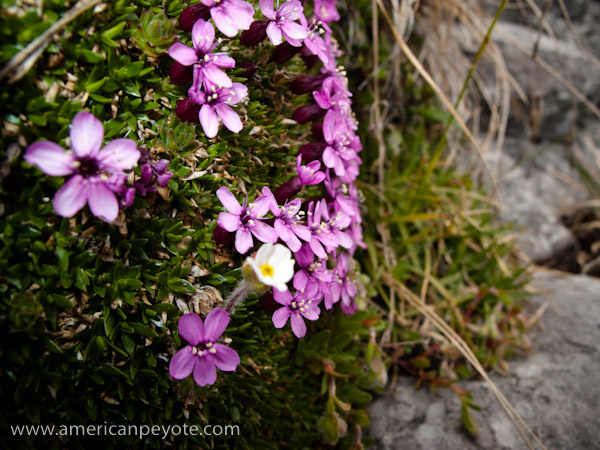 Flowers_Bokeh-1.jpg